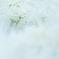pure white