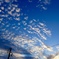 うろこ雲の朝