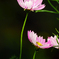 COSMOS　P1470263zz