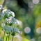庭の花2025 (ハナニラ)