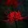 真紅の花