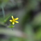 Cinchweed II  8-20-25