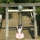 桃太郎神社3 2007/9