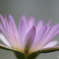 植物園散策 スイレン 淡紫の花びら