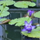 植物園散策 スイレン 青紫