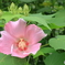 植物園散策 芙容