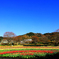 秦野戸川公園のチューリップ