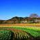 秦野戸川公園のチューリップ