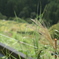 秋