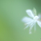 「白色蜉蝣」