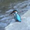 善福寺川のカワセミ