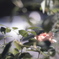 薔薇