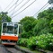 箱根登山鉄道と紫陽花