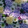 9月の花々　2