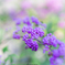 （庭の花？）