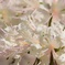 曼珠沙華