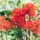 曼珠沙華