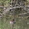 カイツブリの幼鳥2