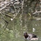 カイツブリの幼鳥3
