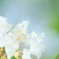 白い百日紅