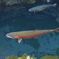 忍野八海ニジマス