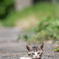 ぴょこ