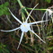 Mangrove Spiderlily I 8-30-25