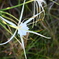 Perfumed Spiderlily I 8-30-25