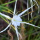 Mangrove Spiderlily II 8-30-25