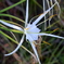 Perfumed Spiderlily II 8-30-25