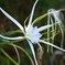 Stamen I 8-30-25