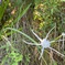 Hymenocallis latifolia　8-30-25