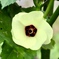 オクラの花