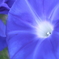 花芯