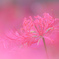 初秋の薄紅
