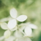 紫陽花に寄せる想い 補遺 6