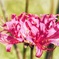曼珠沙華