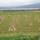 藁ポッチ東海道新幹線！