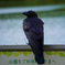 カラス