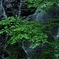 Ryūsōgataki