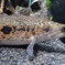 オセレイトスネークヘッド(カワスイ　川崎水族館)