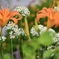 道端の花畑