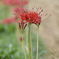 THE HIGAN FLOWER