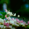 DSC02259. さんざめく.