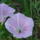 P1380971　昼顔