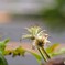 我が家の華～②