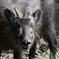 上野動物園の鹿さん