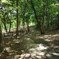 那須野が原公園の丘の森の道（8月8日）