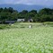 蕎麦畑②。