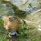 涼むガビチョウ